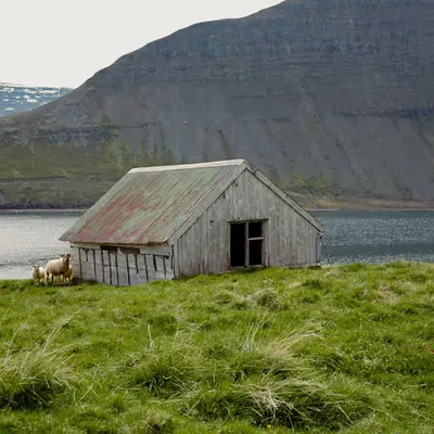 Ráfandi Kindur