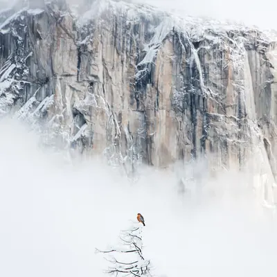Snow Bird