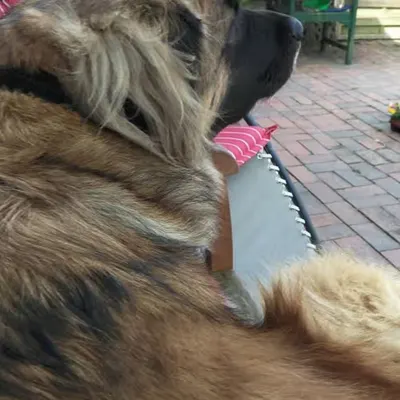 RIP My Best Friend