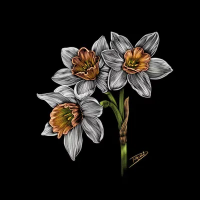 Daffodil