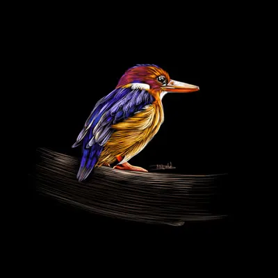 Kingfisher