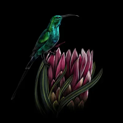 Sunbird on a Protea