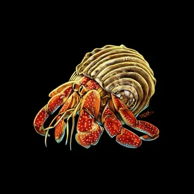 Hermit Crab