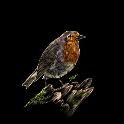 Robin
