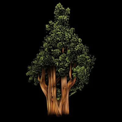 Redwood Tree
