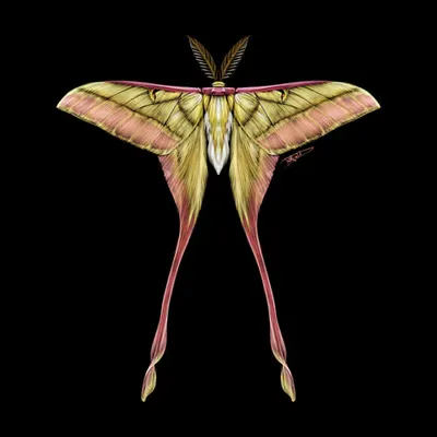 Moth #2