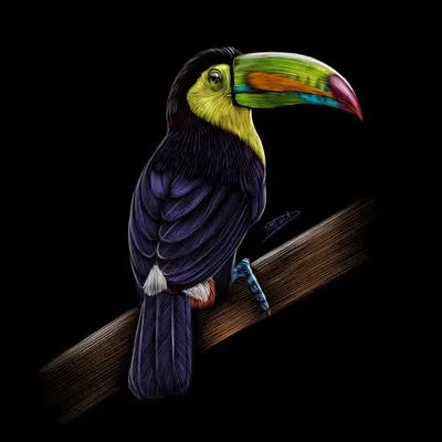Toucan