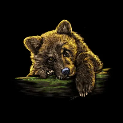 Bear