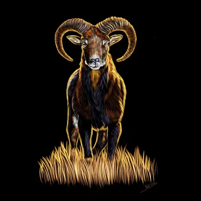 Ram