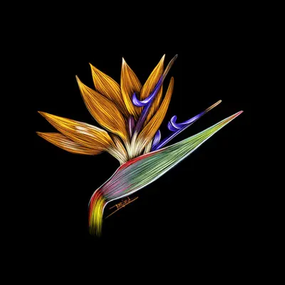 Bird of Paradise