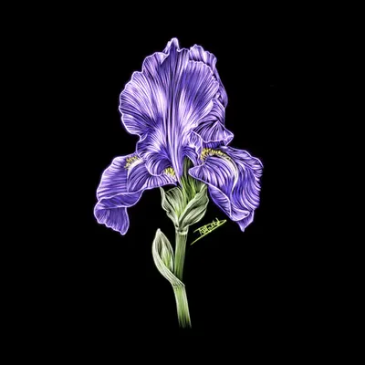 Iris