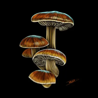 Mushroom #1