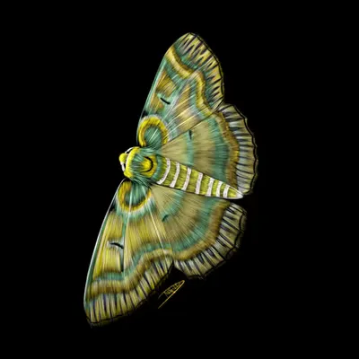 Moth #1