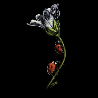 Ladybugs