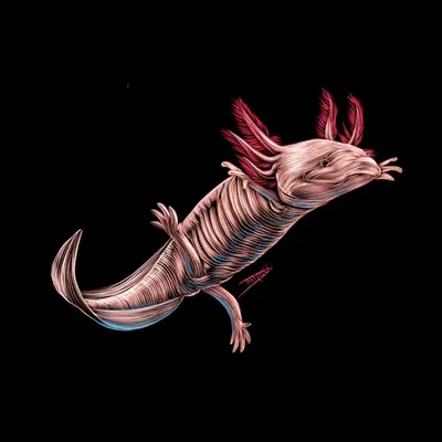 Axolotl