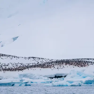 A Thousand Penguins