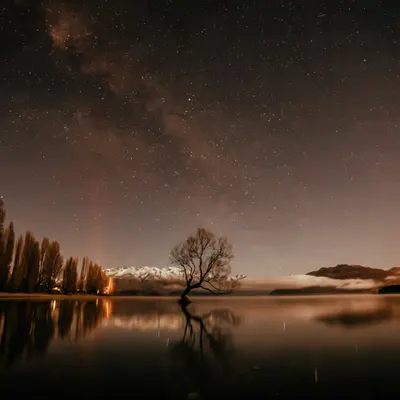 "Wānaka Willow"