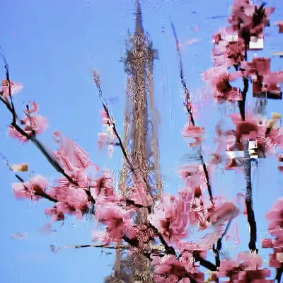 Cherry Blossom with Eiffel Tower A