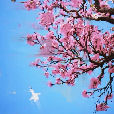 Cherry Blossom with Jet Fighter C