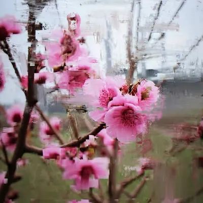 Cherry Blossom with Power Station