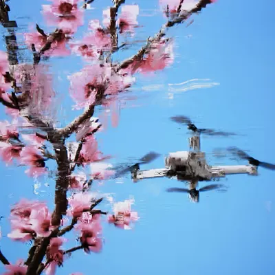 Cherry Blossom with Drone A