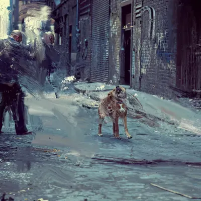 Stray