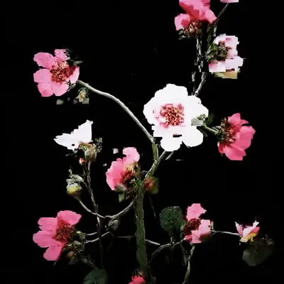 ANDROID PLAZA - Flowers Painting B