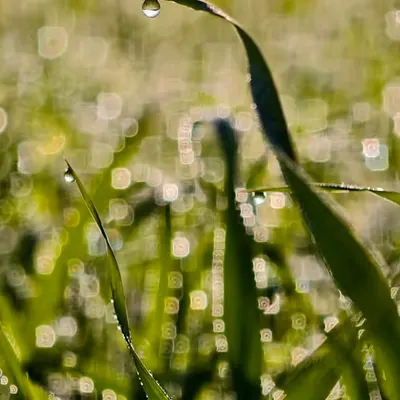 Dewdrop