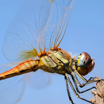 Crystal  Wings