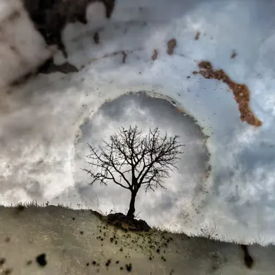 The Tree
