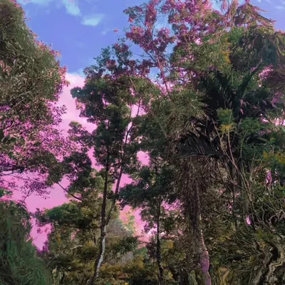 Jungle Tales