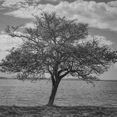 The Wither Tree by the Sea