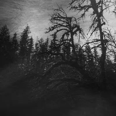 Withered, Torn & Broken