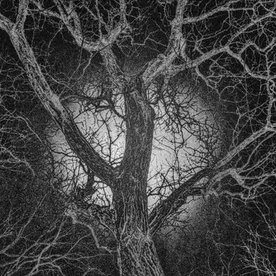 Infinite Connections: A Dance of Light and Limbs