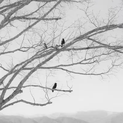 Watchers