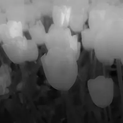 Garden Of The Infinite