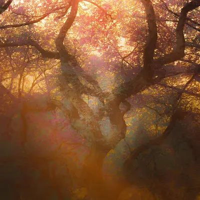 Enchanted Dawn: The Birth Place Of Magick