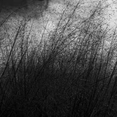 Field Of Umbra