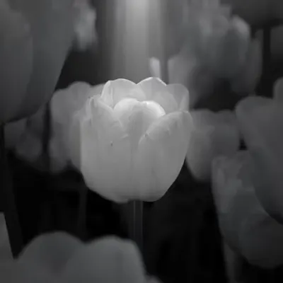 Alone Luminescence: The Last Dreamer