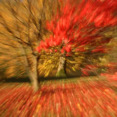 Maple #1/5