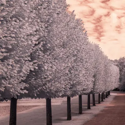 Avenue