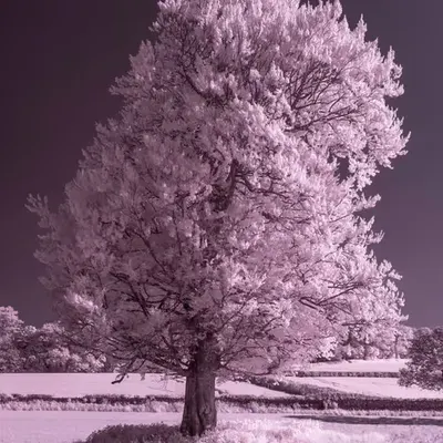 Pink Silk