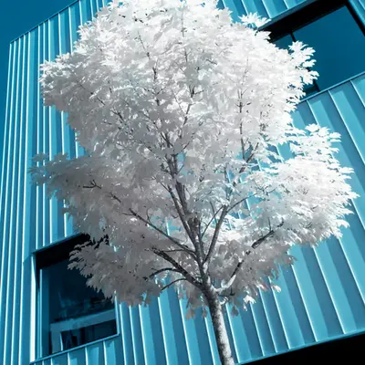 CreativiTREE