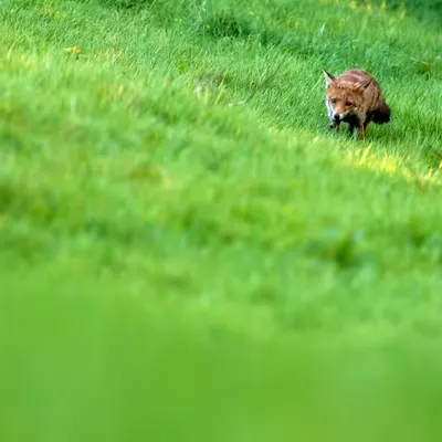 #1 On Patrol