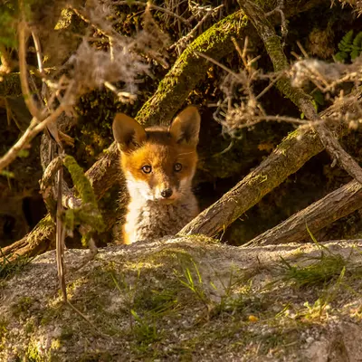 #6 Hide and Seek