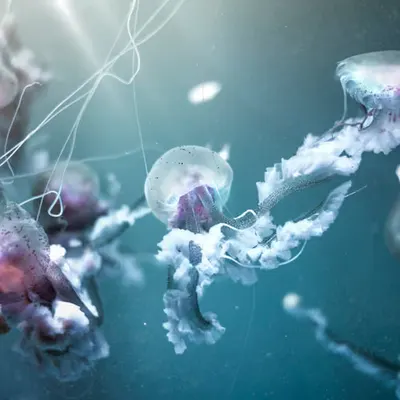 El baile de las medusas