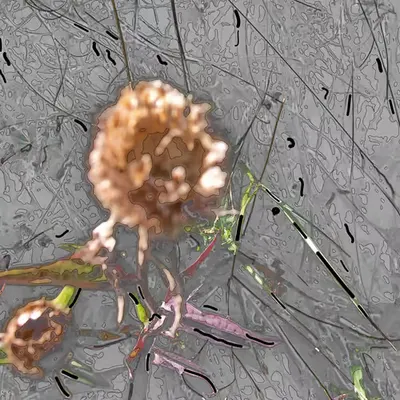 Near Blossom