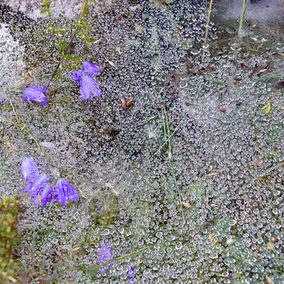 Indra's Web