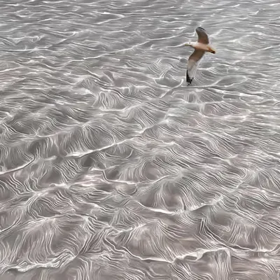 Floating Seagull
