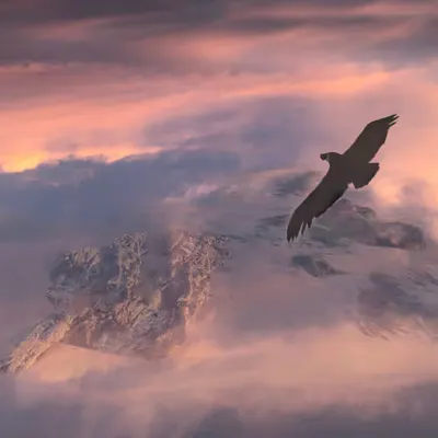 Condor II